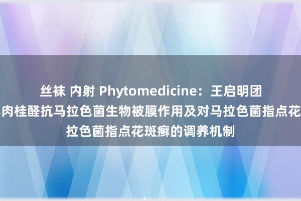 丝袜 内射 Phytomedicine：王启明团队揭示自然家具肉桂醛抗马拉色菌生物被膜作用及对马拉色菌指点花斑癣的调养机制